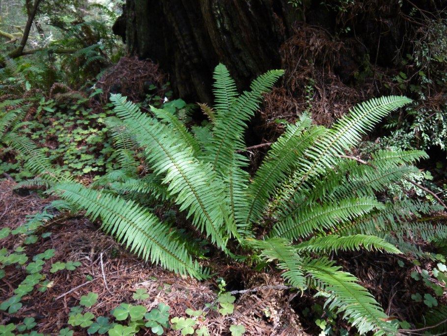 Fern Rhizome перевод