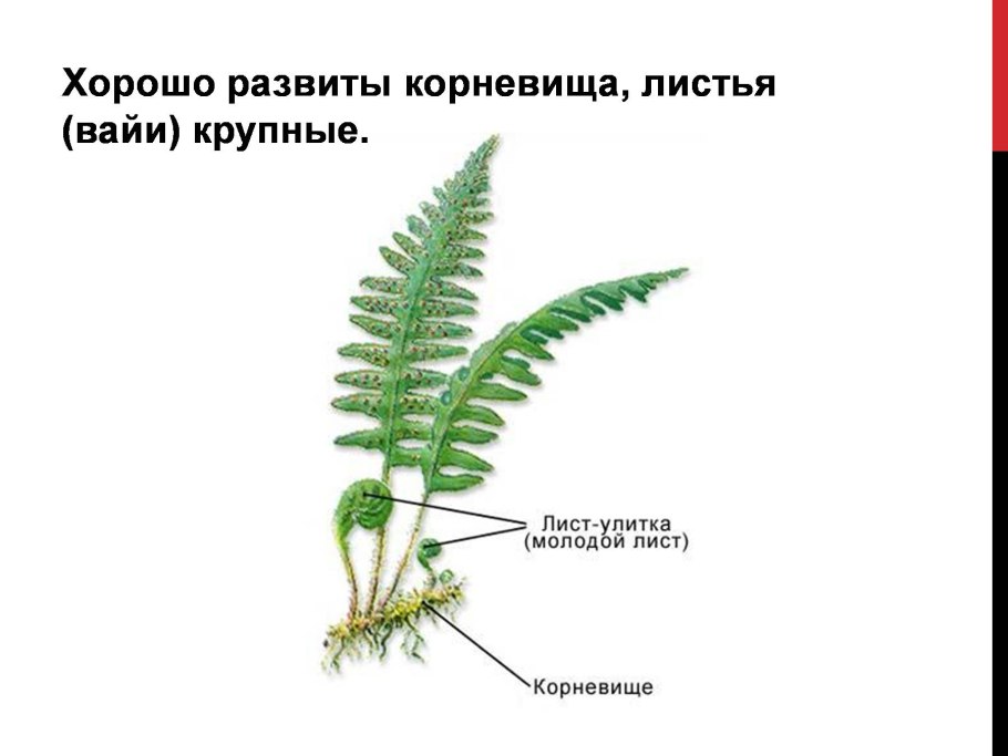 Сорусы у спорофита