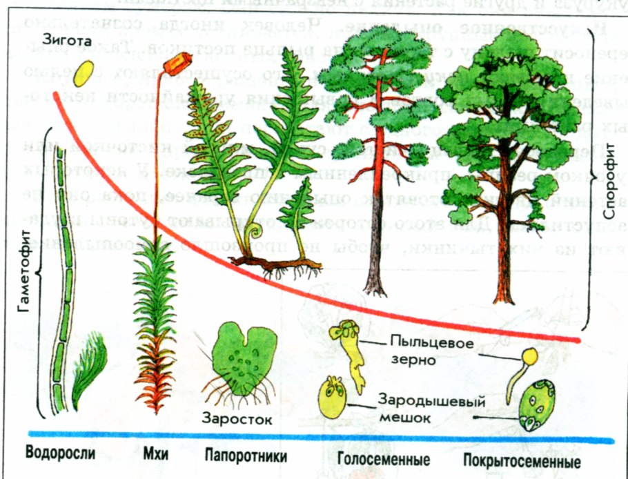 Жизненный цикл папоротника