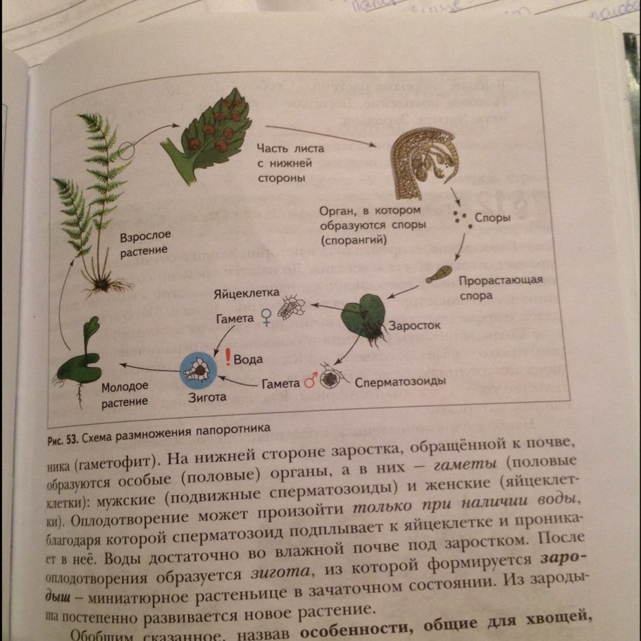 Жизненный цикл папоротника бесполое поколение