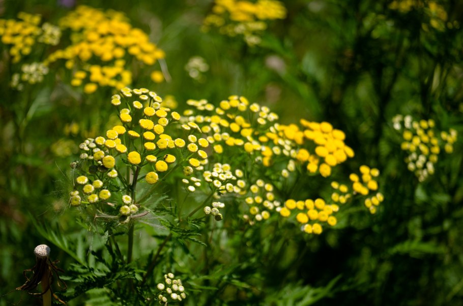 Пижма Хараджана (Tanacetum haradjanii).