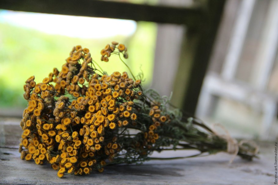 Tanacetum пижма