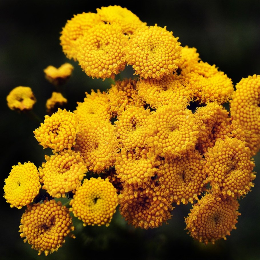Пижма обыкновенная (Tanacetum vulgare)