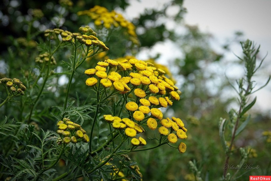 Пижма обыкновенная (Tanacetum vulgare)