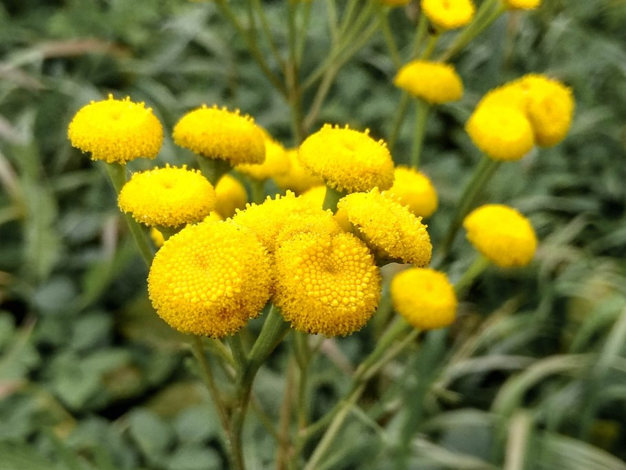 Пижма обыкновенная (Tanacetum vulgare)