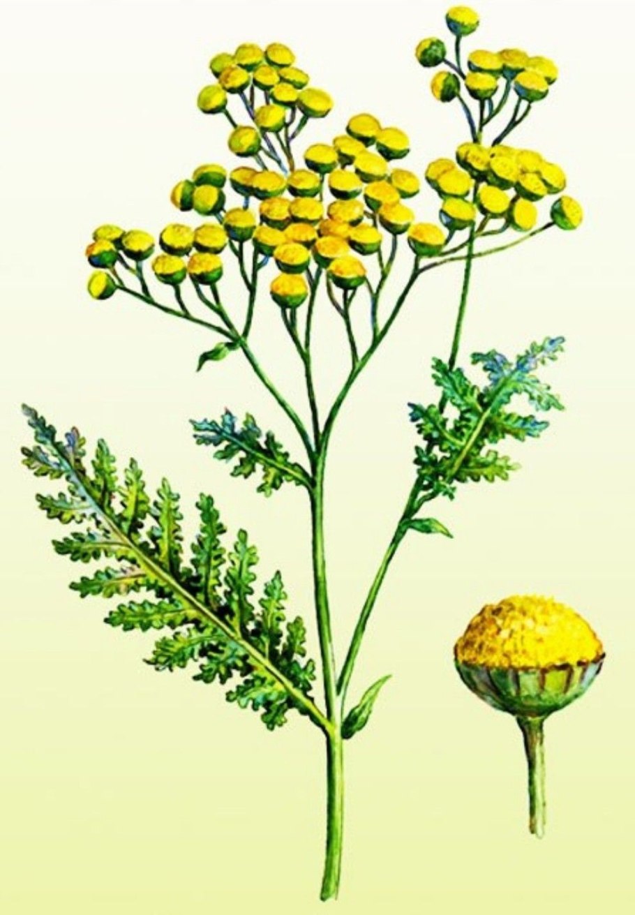 Пижма обыкновенная (Tanacetum vulgare)