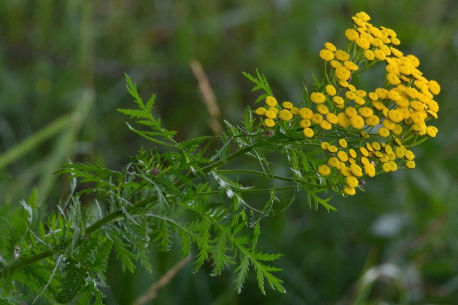 Пижма обыкновенная (Tanacetum vulgare l.)
