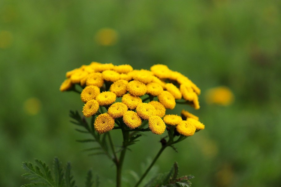 Пижма обыкновенная (Tanacetum vulgaris)