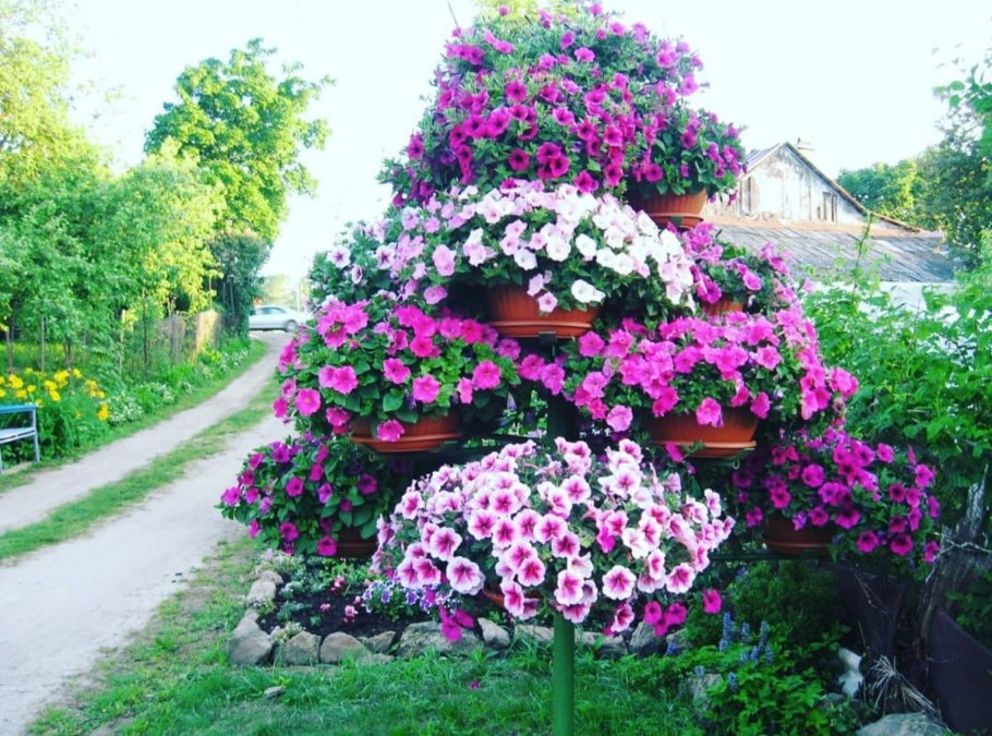 Лаватера Садовая роза