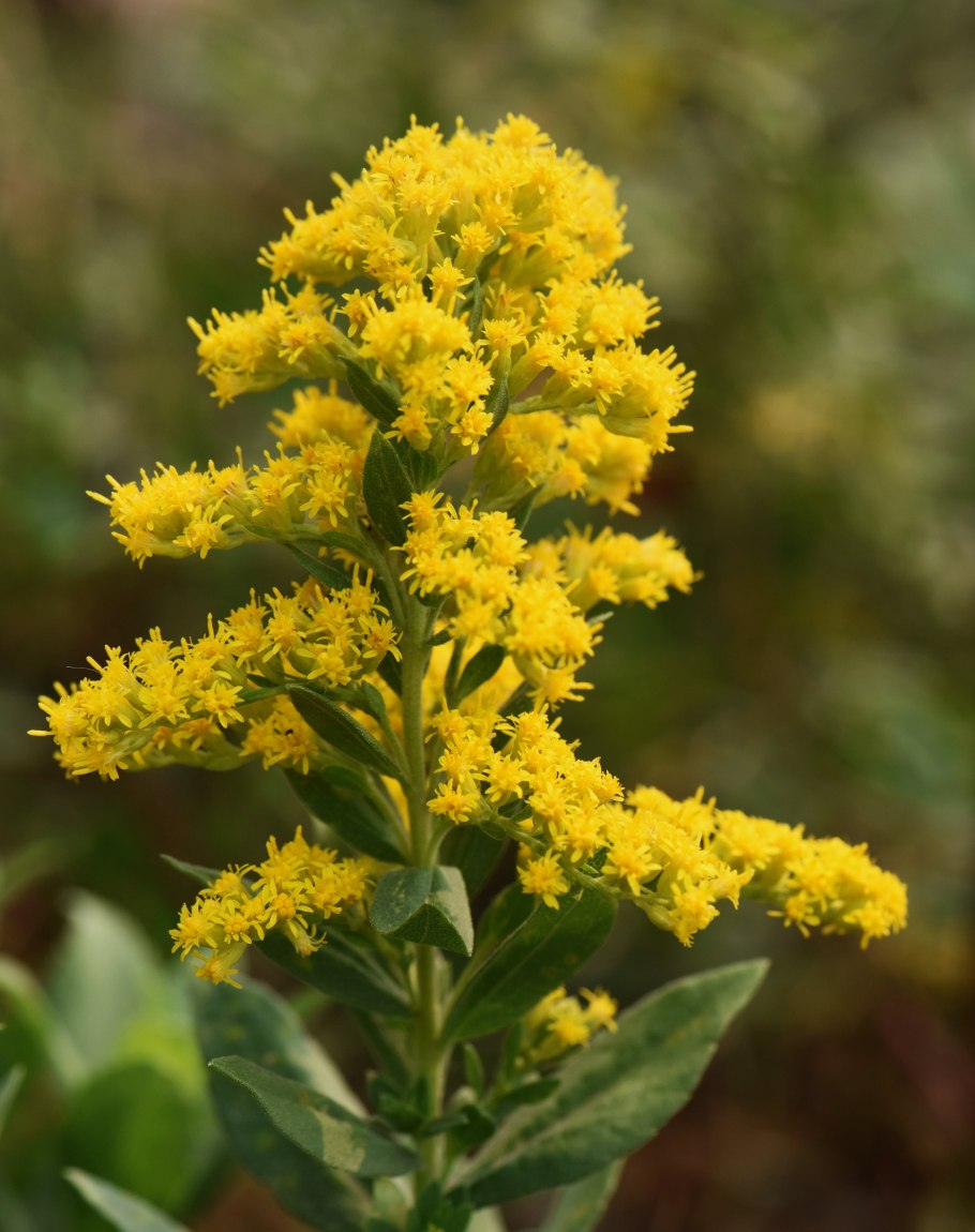 Солидаго скученый (Solidago glomerata `Goldkind`)