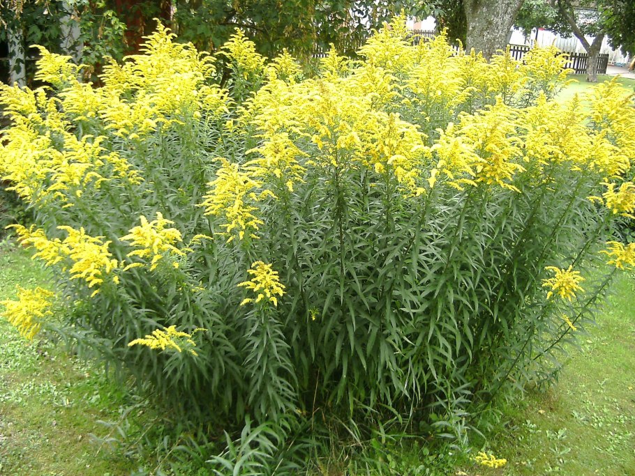 Золотарник канадский (Solidago canadensis)