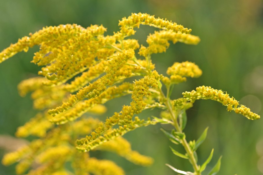 Золотарник канадский (Solidago canadensis)