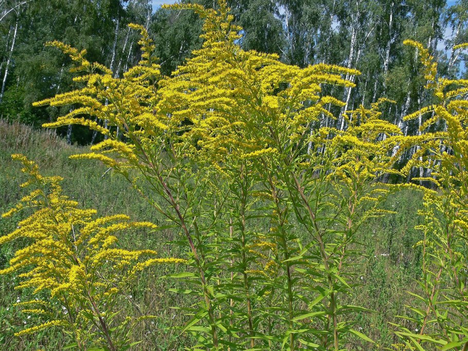 Золотарник канадский (Solidago canadensis)