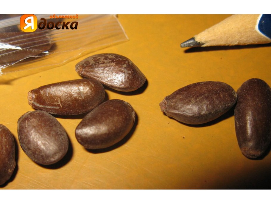 Диоскорея занзибарская