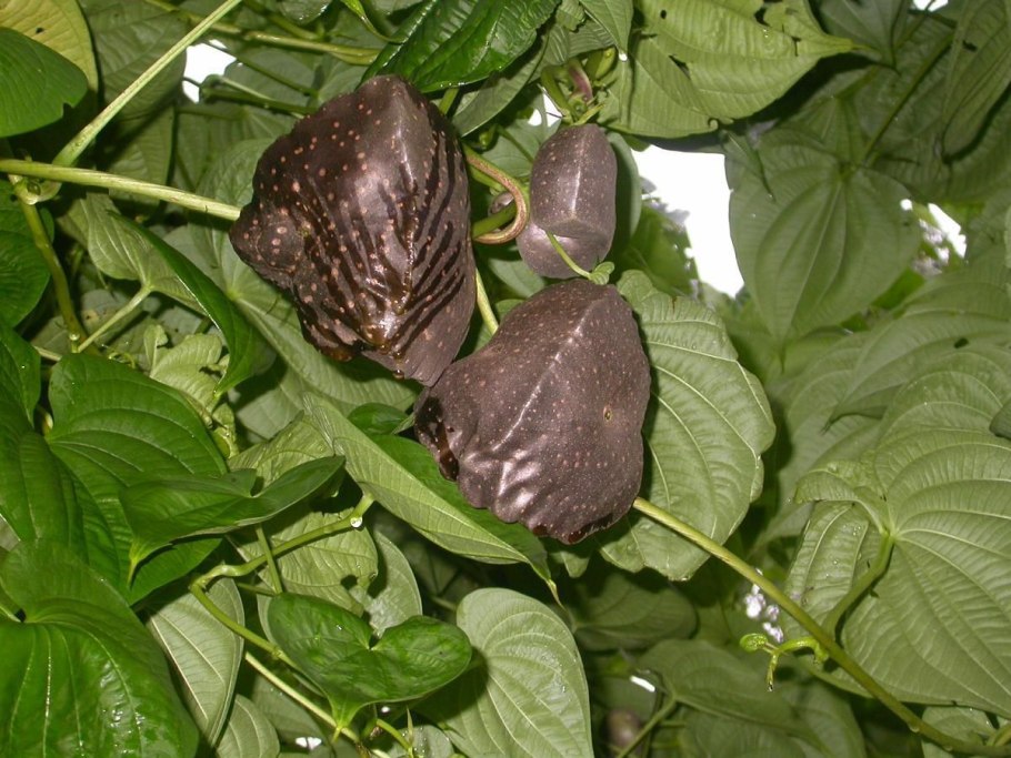 Диоскорея слоновая Dioscorea ELEPHANTIPES