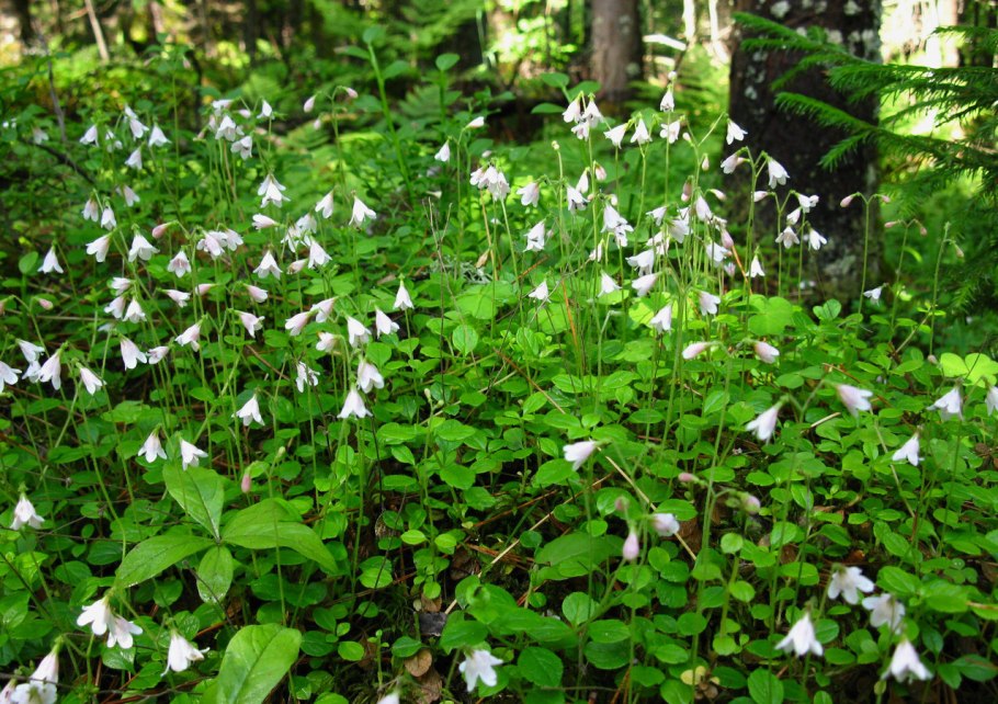 Линнеи Linnaea Borealis зеленое макро