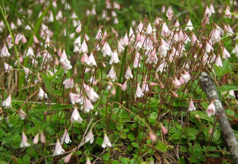 Linnaea Borealis ареал