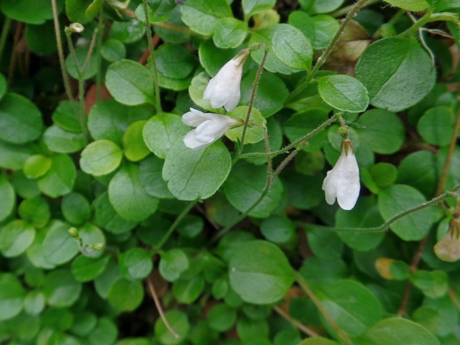 Linnaea Borealis