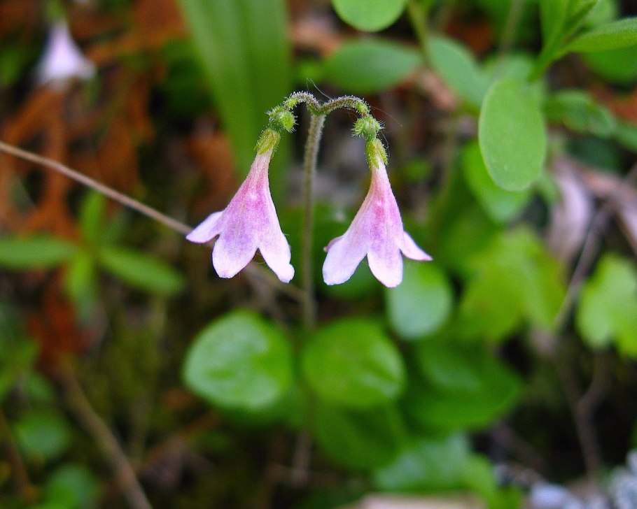 Linnaea Borealis ареал сплошной или нет
