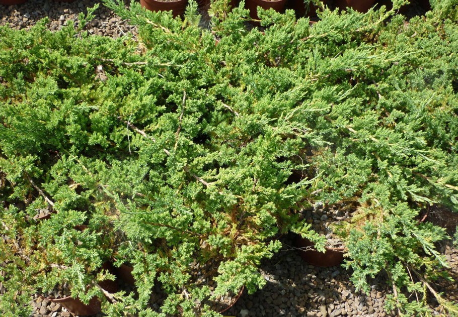 Можжевельник казацкий Rockery Gem