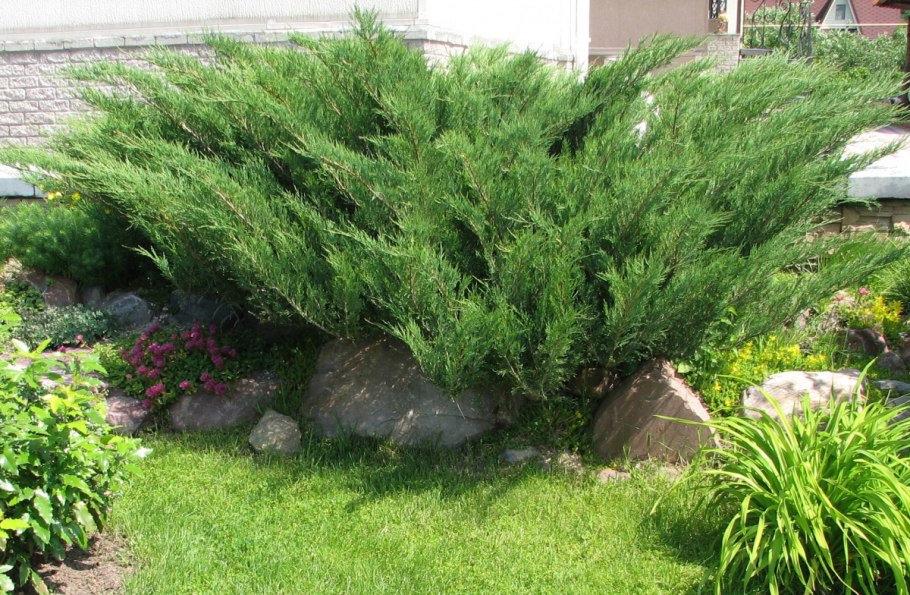 Juniperus horizontalis Wiltonii