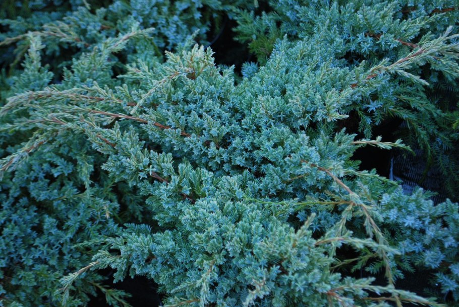 Juniperus horizontalis Блю чип