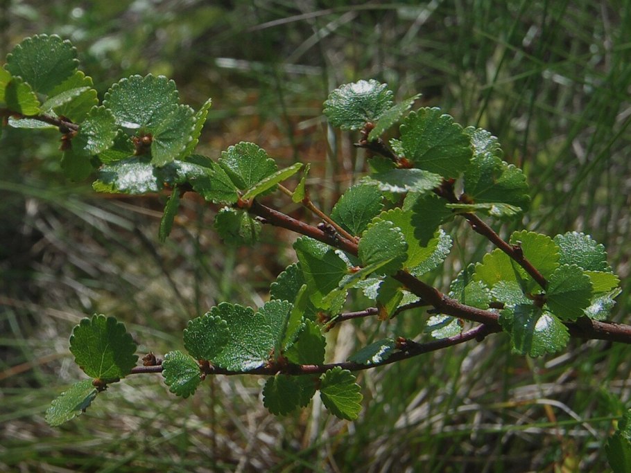 Береза карликовая Betula Nana