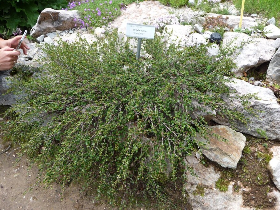 Betula Fusca