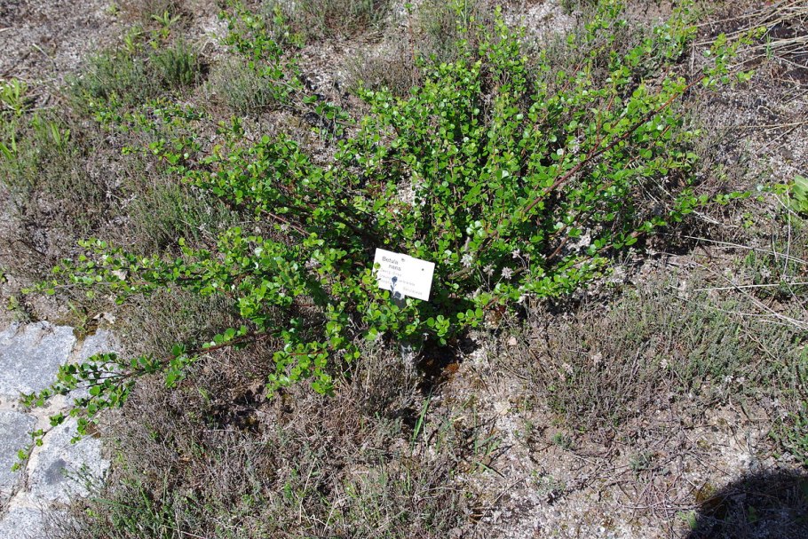 Берёза Betula Nana