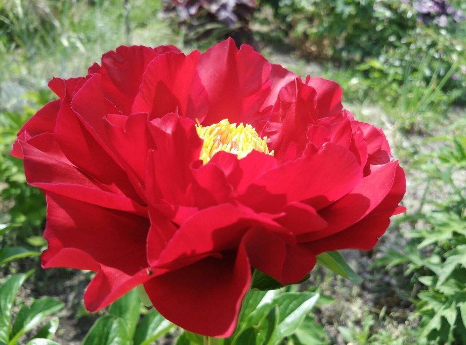 Пион Paeonia Mackinac
