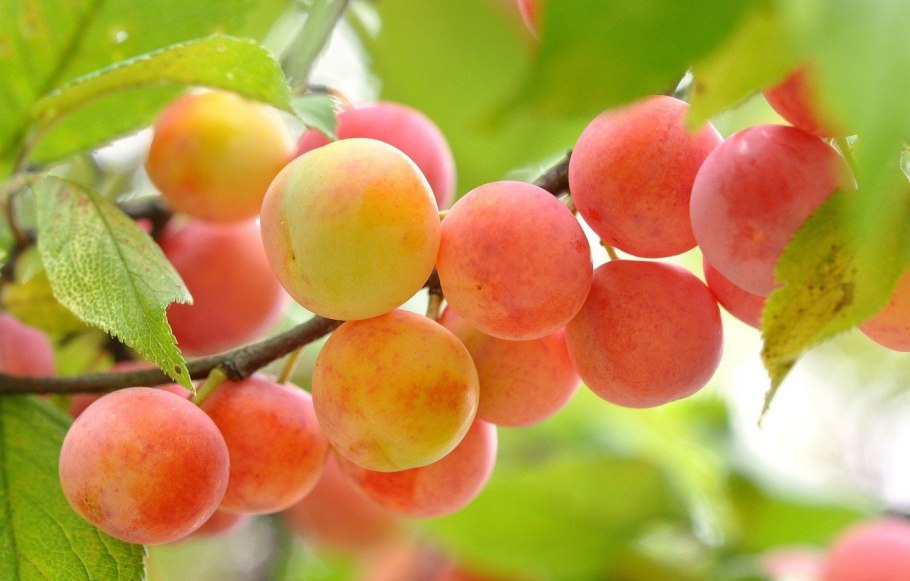 Алыча + слива Блэк Голд