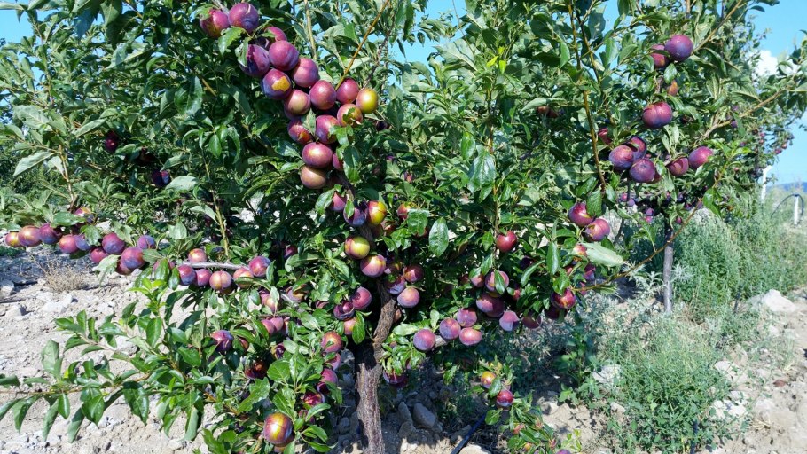 Ренклод Альтана