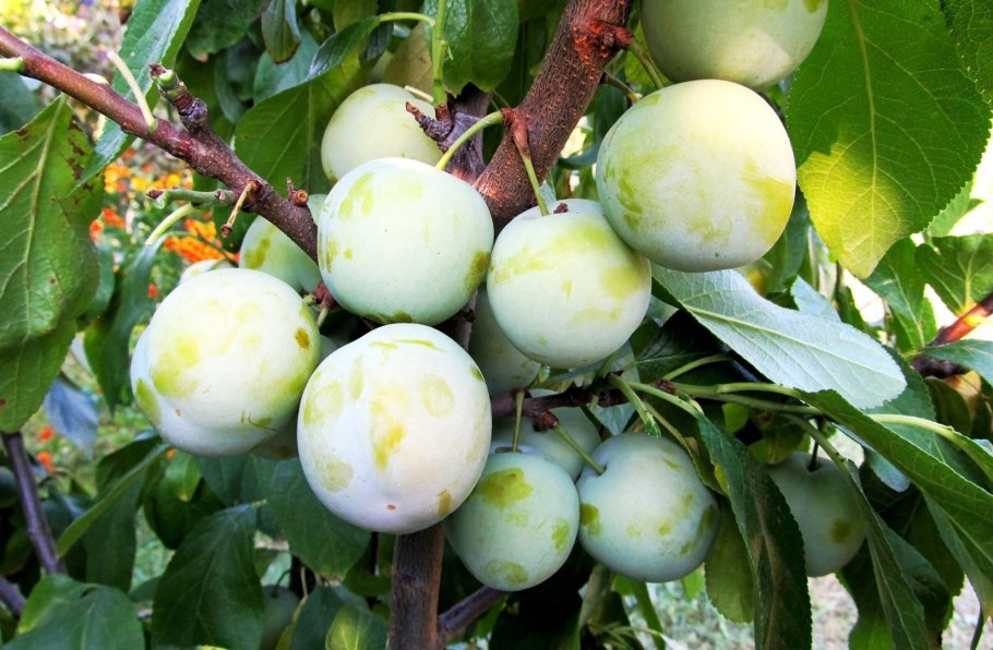 Слива фаворито дель Султано