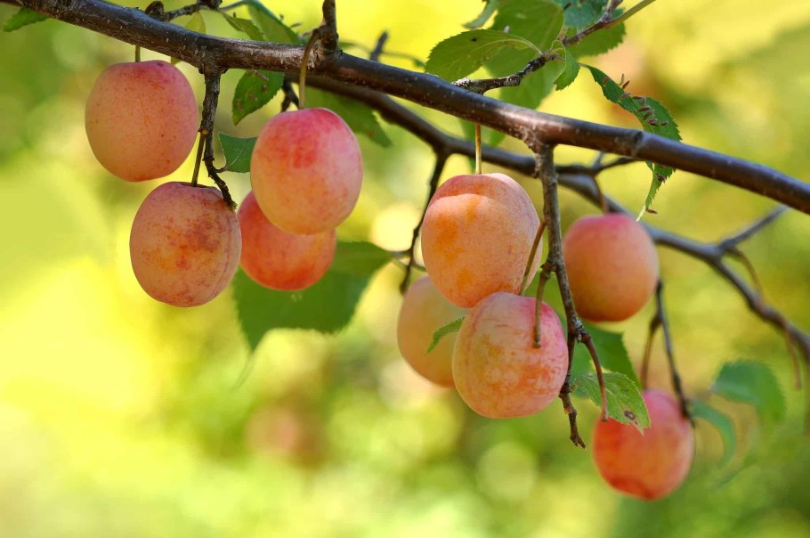 Ренклод Альтана