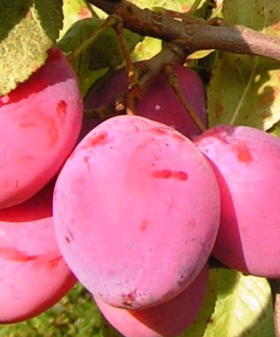 Алыча ягода