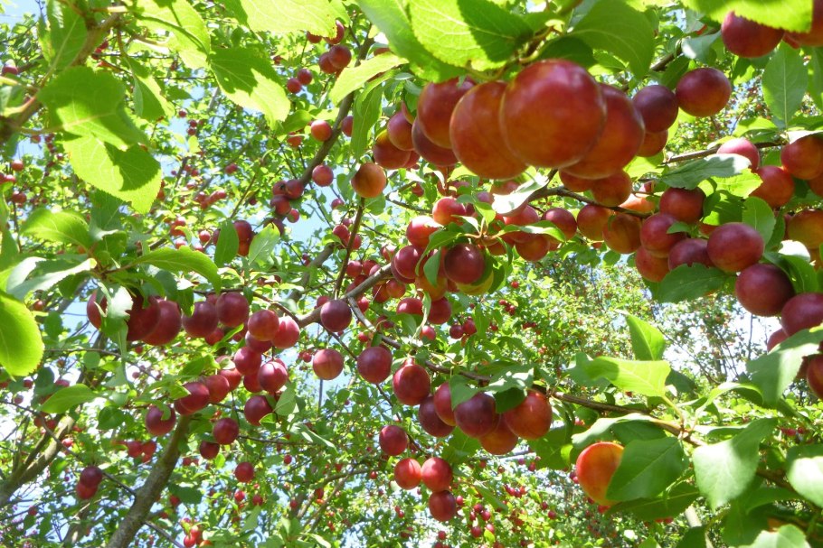 Слива Оцарк премьер