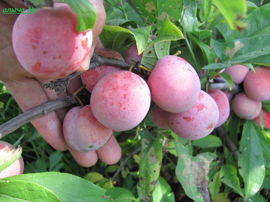 Слива сеянец красного шара