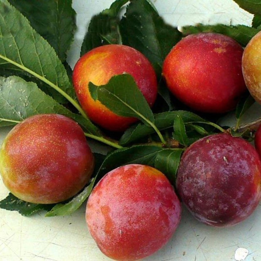 Мирабель и Ренклод