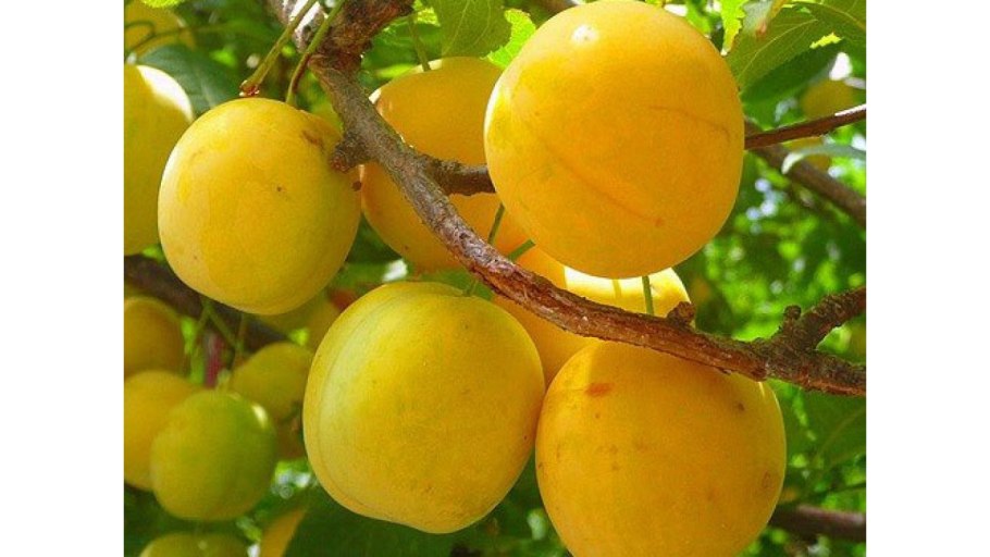 Сорт алычи Кубанская Комета