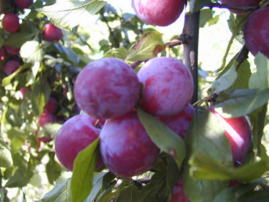 Саженцы сливы Ренклод Альтана