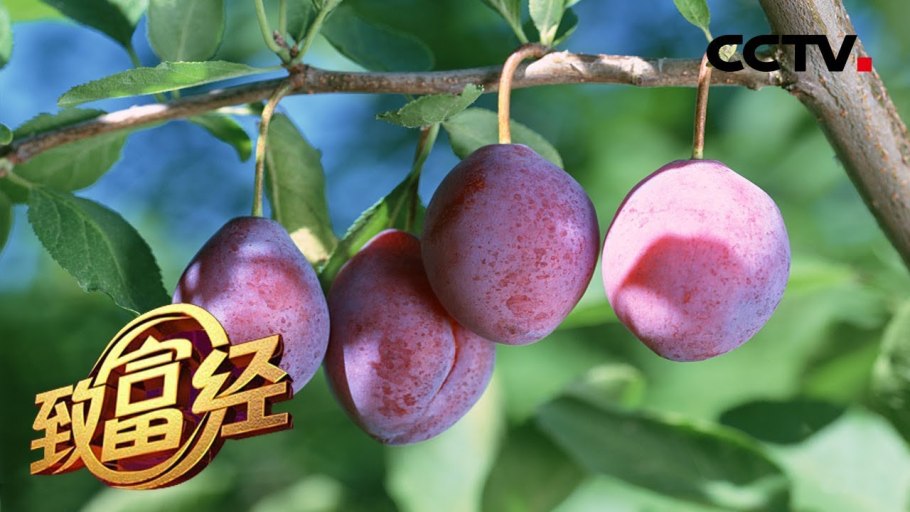 Сорт Ренклод Альтана