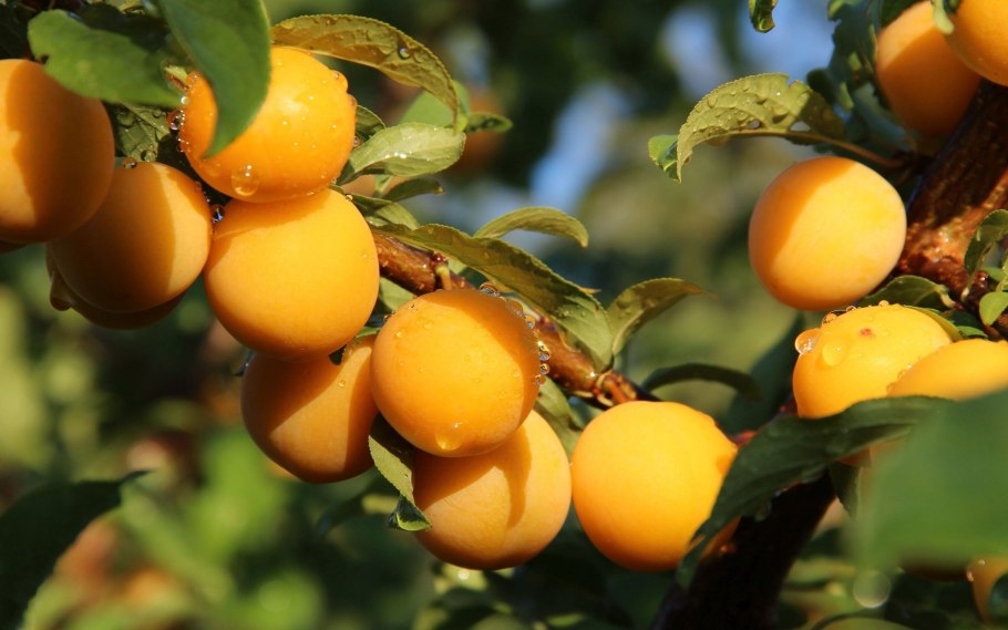 Слива красная