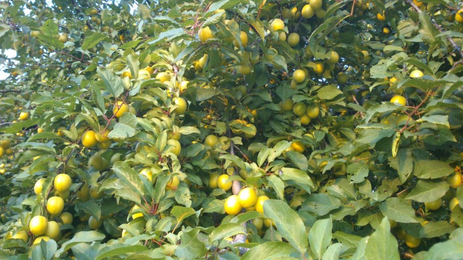 Монилиоз Ранетки