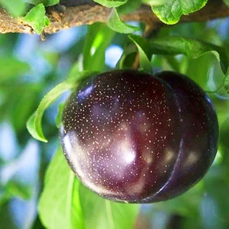 Алыча персиковая Мичурина