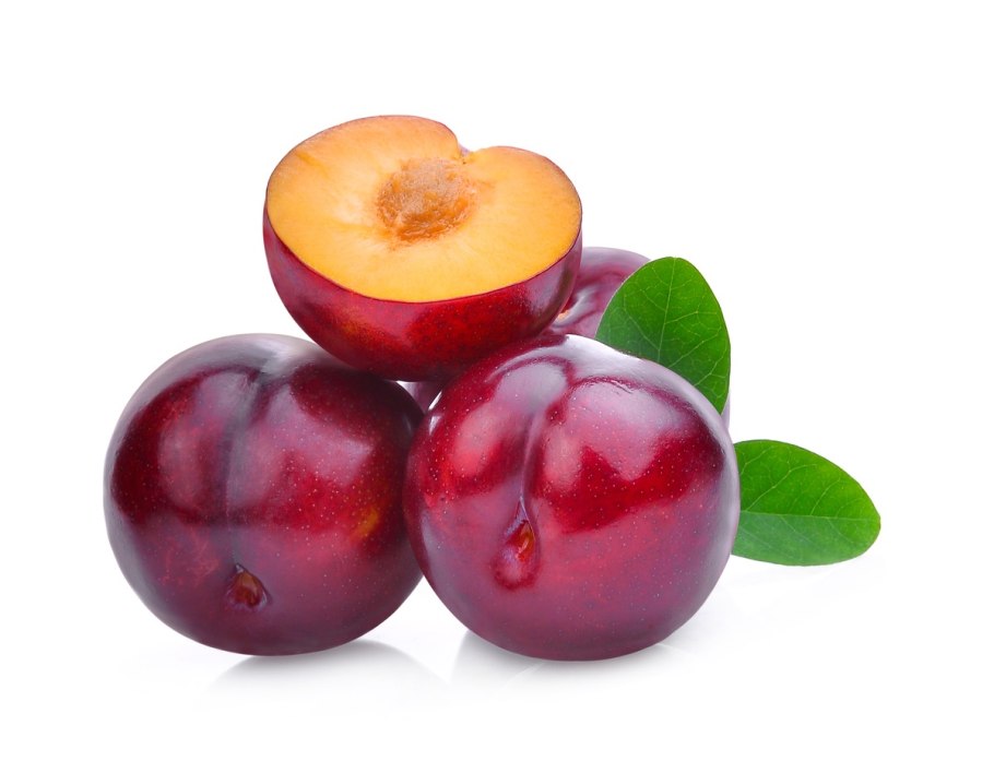 Слива Стенлей чернослив