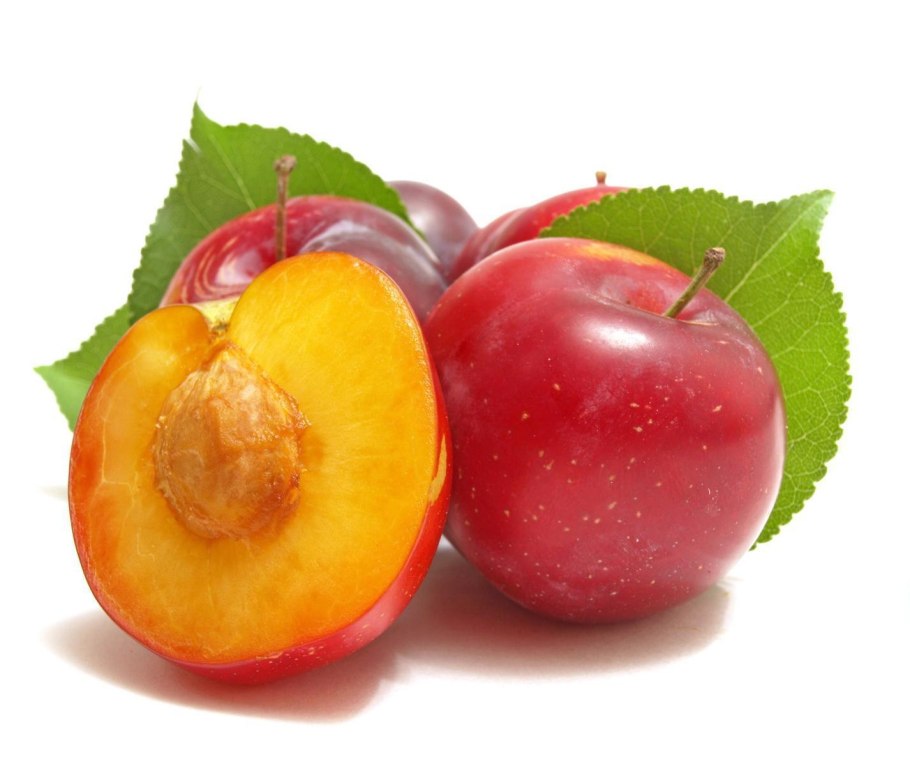 Алыча краснолистная лама