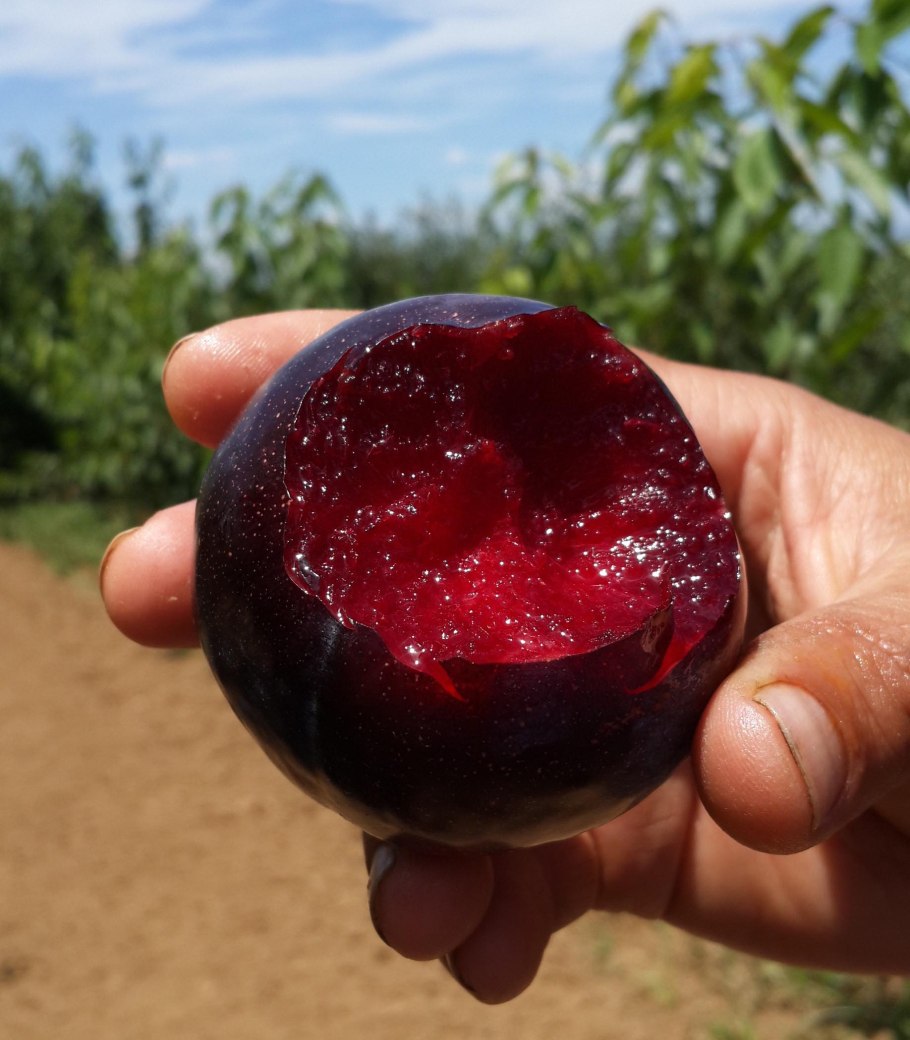 Слива Блэк Плум