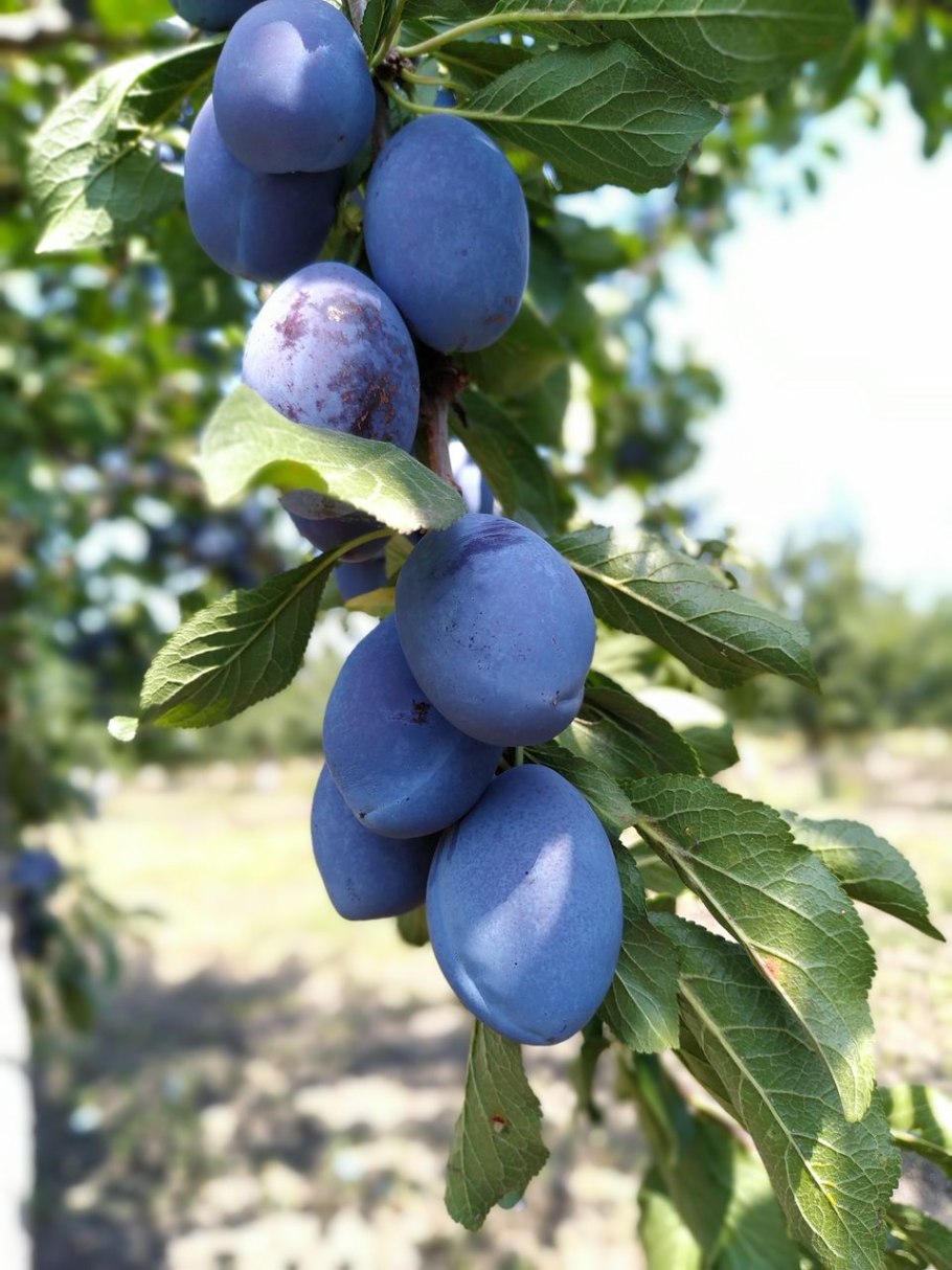 Слива сорта Северский