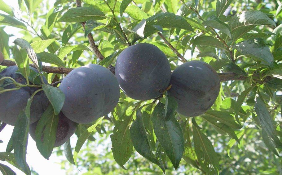 Слива чернослив 1кг