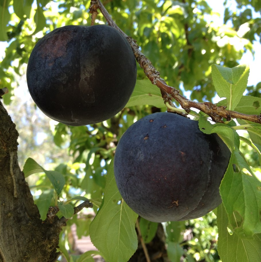 Слива Комета венгерка